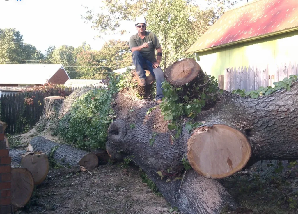 What are the signs of a dying tree?