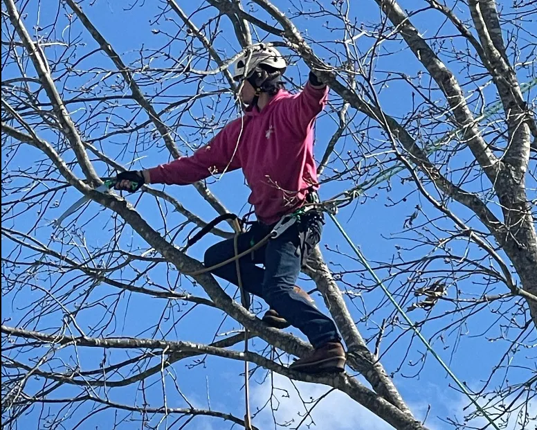 Choosing The Right Tree Removal Services in Charlottesville & Central VA