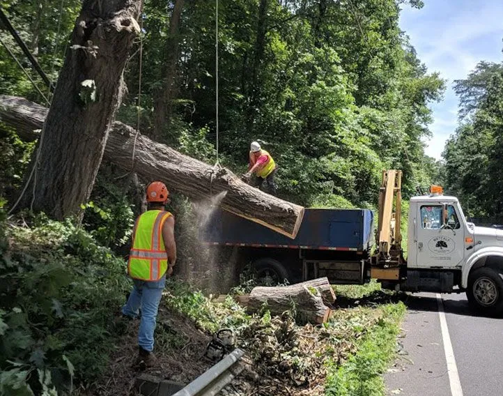Why is a Certificate of Insurance Important for tree service work?