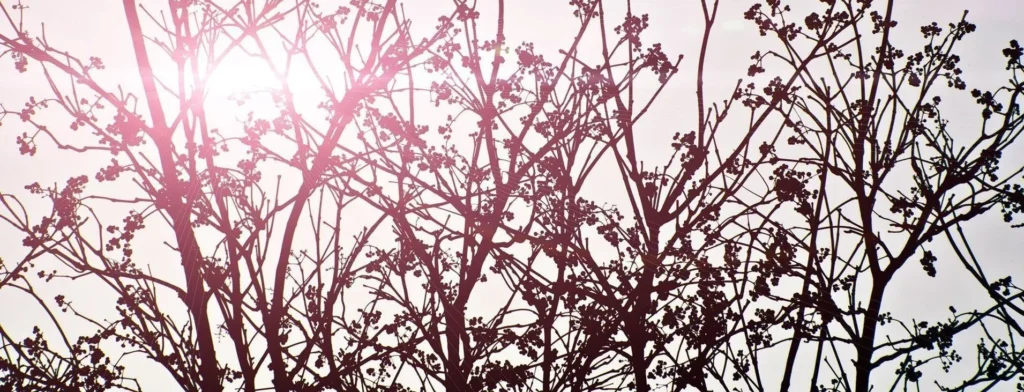 Cost To Hire A Certified Arborist